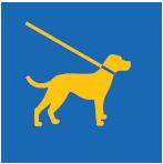 Tenir son chien en laisse